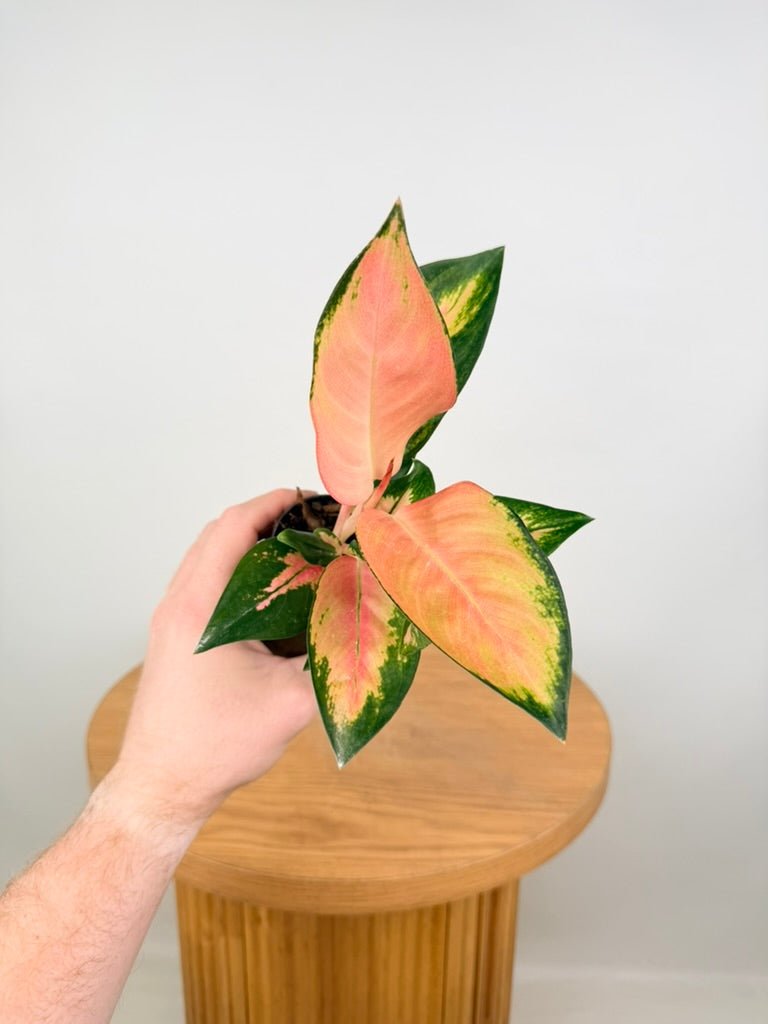 Aglaonema Commutatum - Spitfire | Uprooted