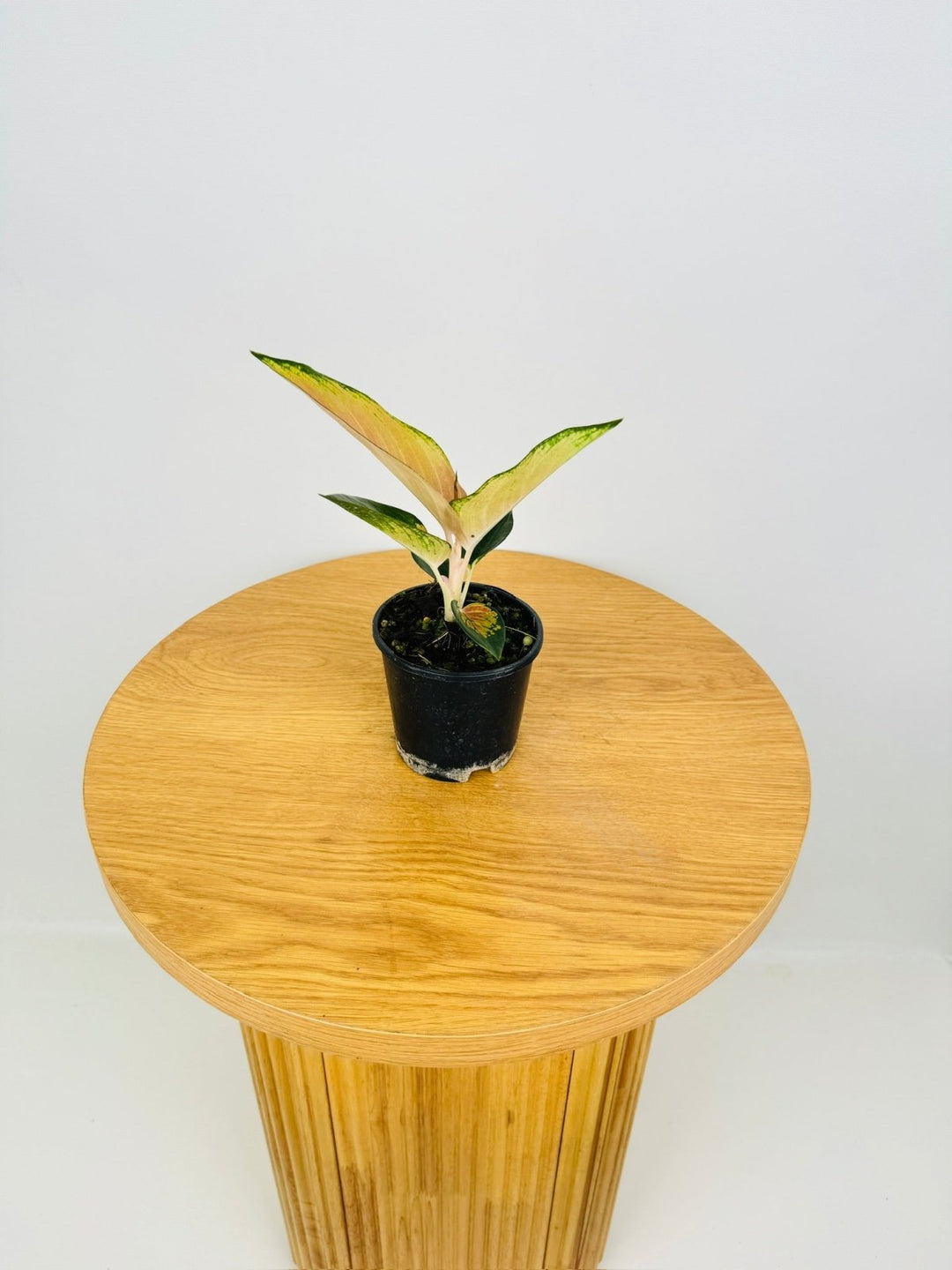 aglaonema spitfire Aglaonema Commutatum - Spitfire | Uprooted
