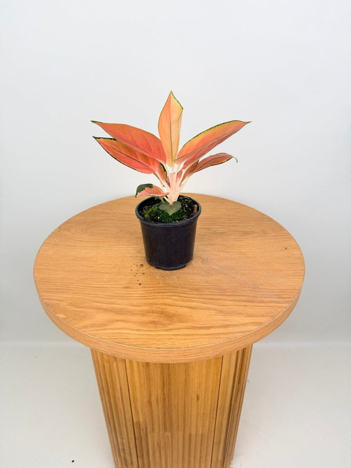 Aglaonema Commutatum - Spitfire | Uprooted