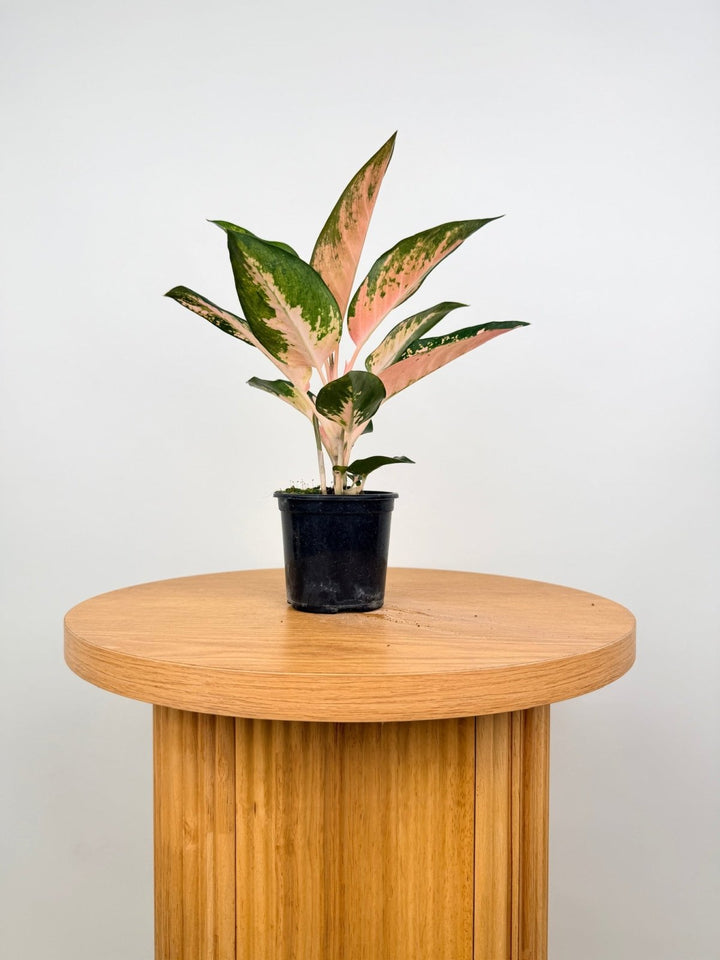 Aglaonema Commutatum - Spitfire | Uprooted