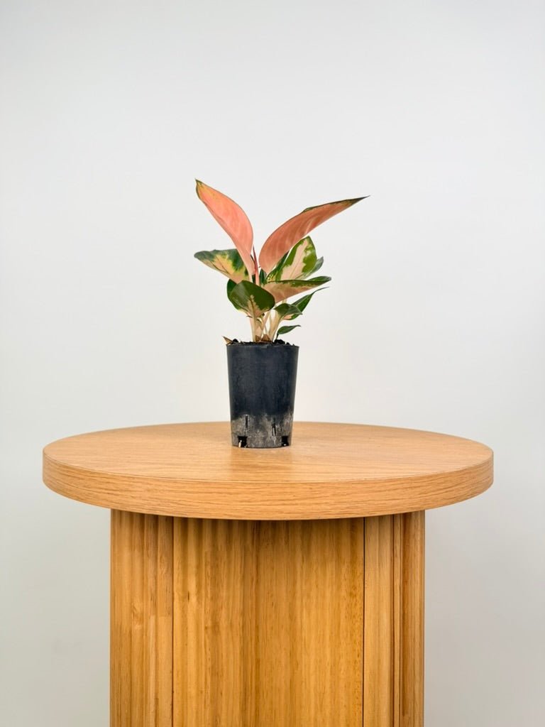 Aglaonema Commutatum - Spitfire | Uprooted
