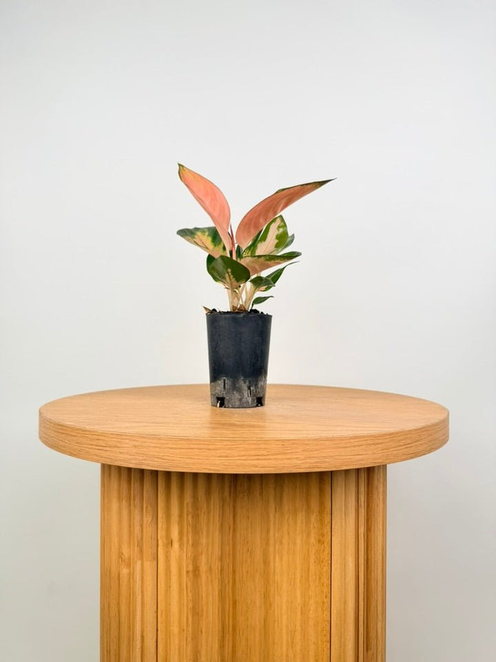 Aglaonema Commutatum - Spitfire | Uprooted