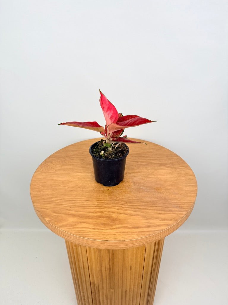 Aglaonema Commutatum - Suksom Jaipong | Uprooted