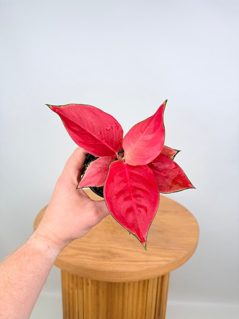 Aglaonema Commutatum - Suksom Jaipong | Uprooted