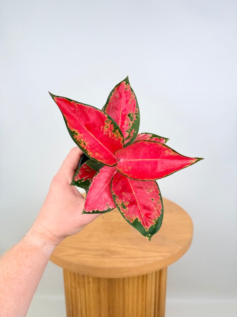 suksom jaipong aglaonema Aglaonema Commutatum - Suksom Jaipong | Uprooted