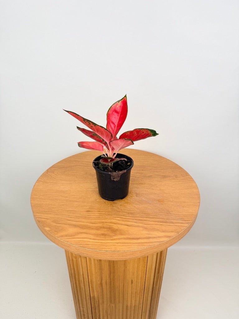 Aglaonema Commutatum - Suksom Jaipong | Uprooted