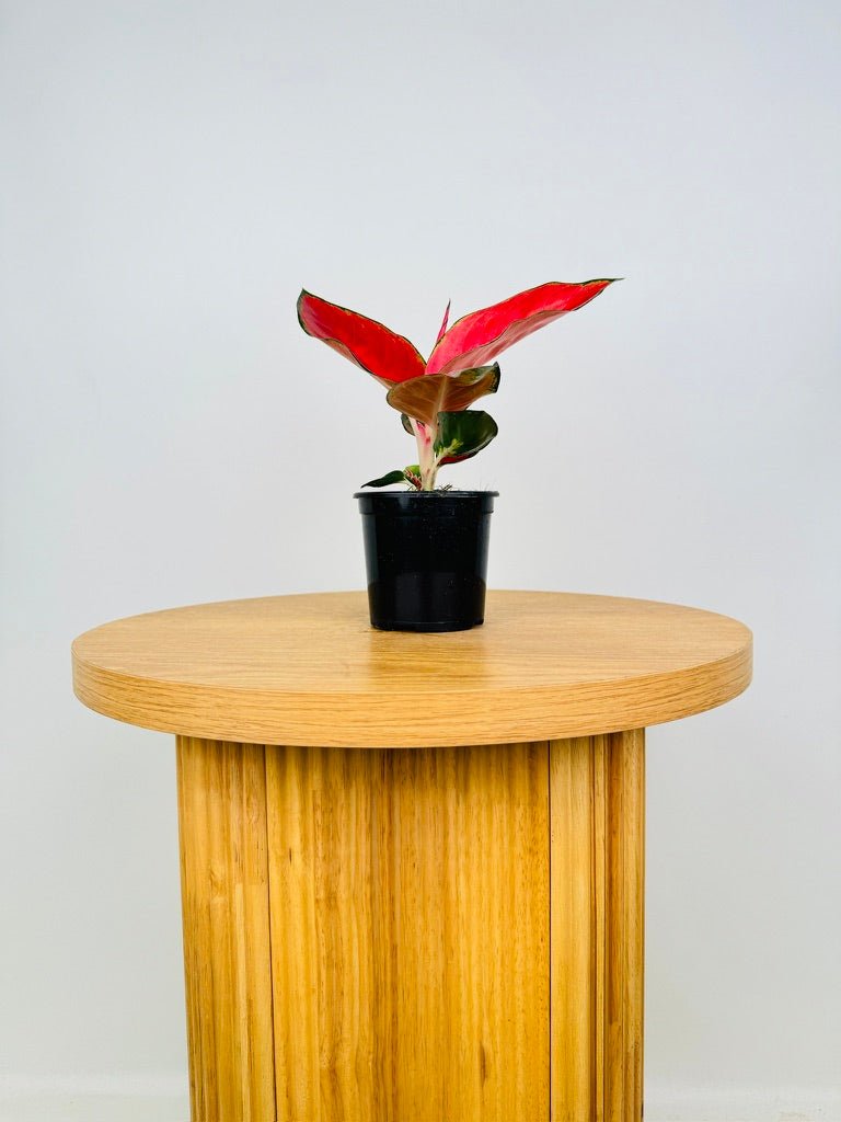 aglaonema jaipong red Aglaonema Commutatum - Suksom Jaipong | Uprooted