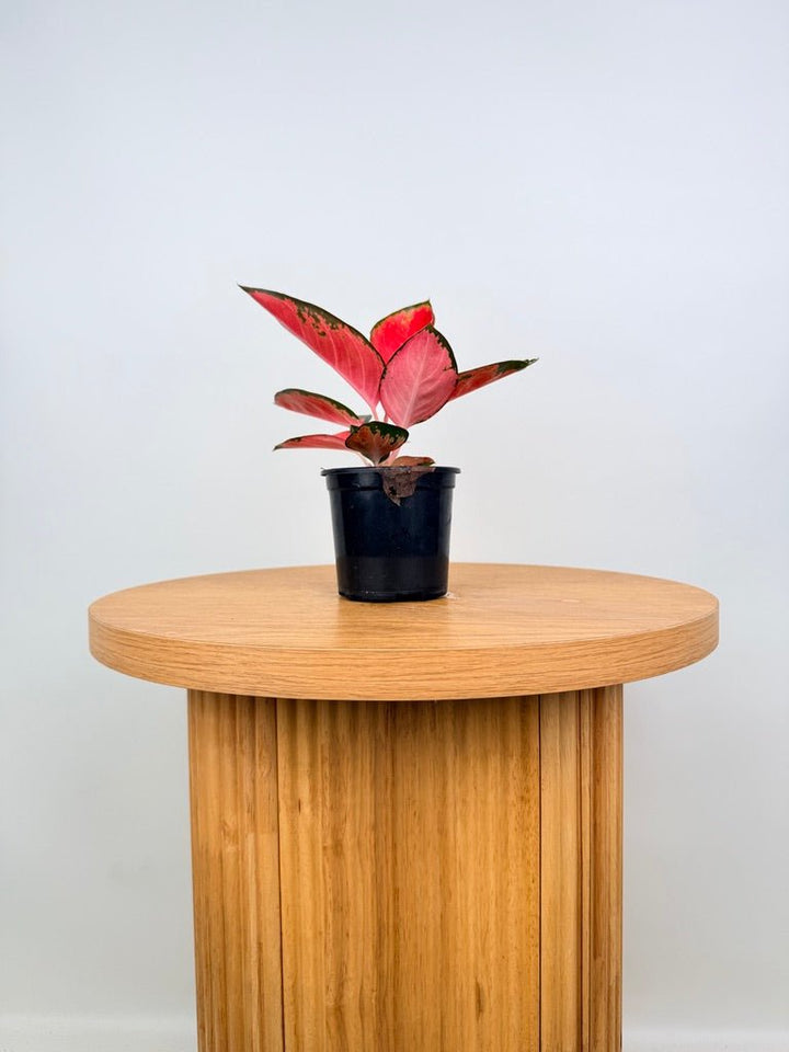 Aglaonema Commutatum - Suksom Jaipong | Uprooted