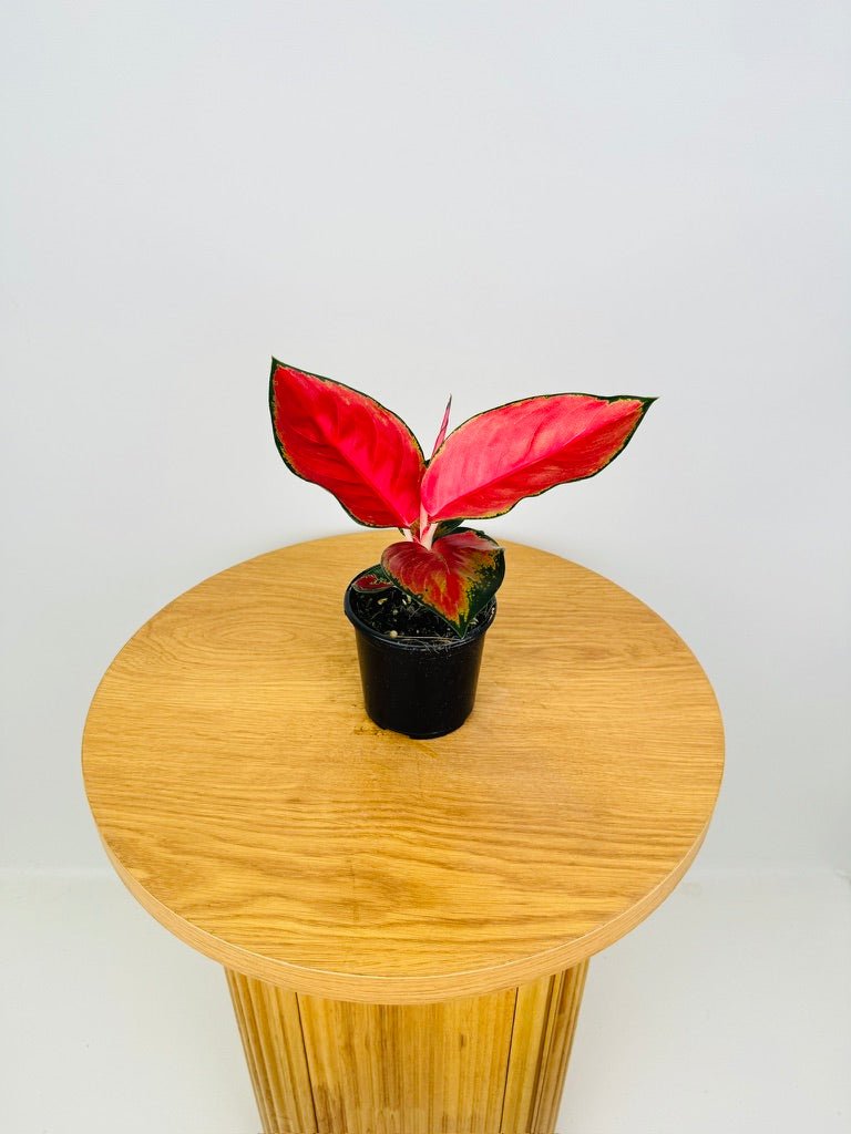 super red aglaonema vs suksom Aglaonema Commutatum - Suksom Jaipong | Uprooted