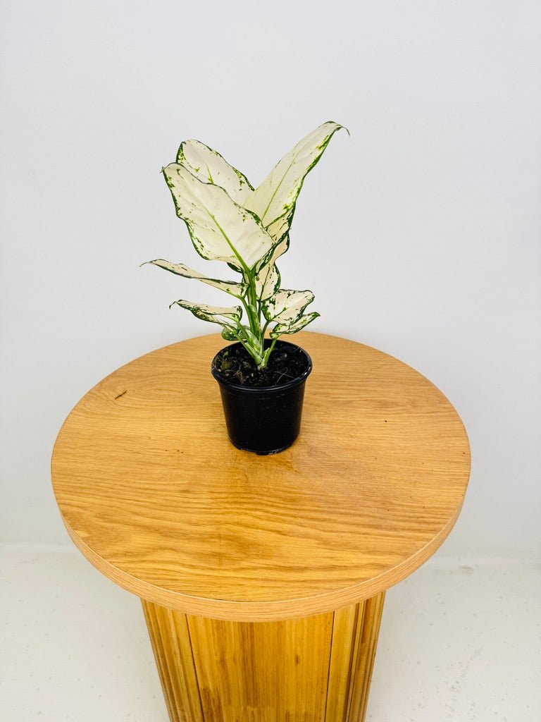 aglaonema bunnings Aglaonema Super White | Uprooted