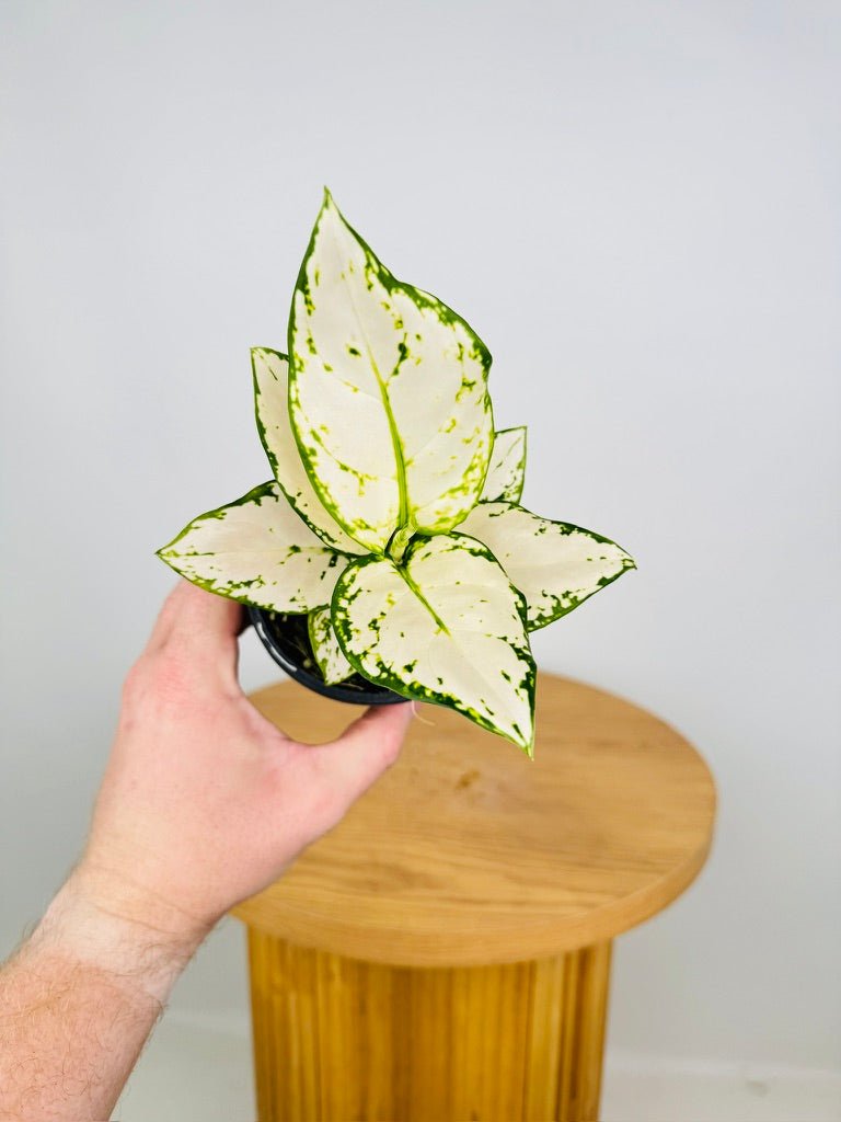 aglaonema super white for sale Aglaonema Super White | Uprooted