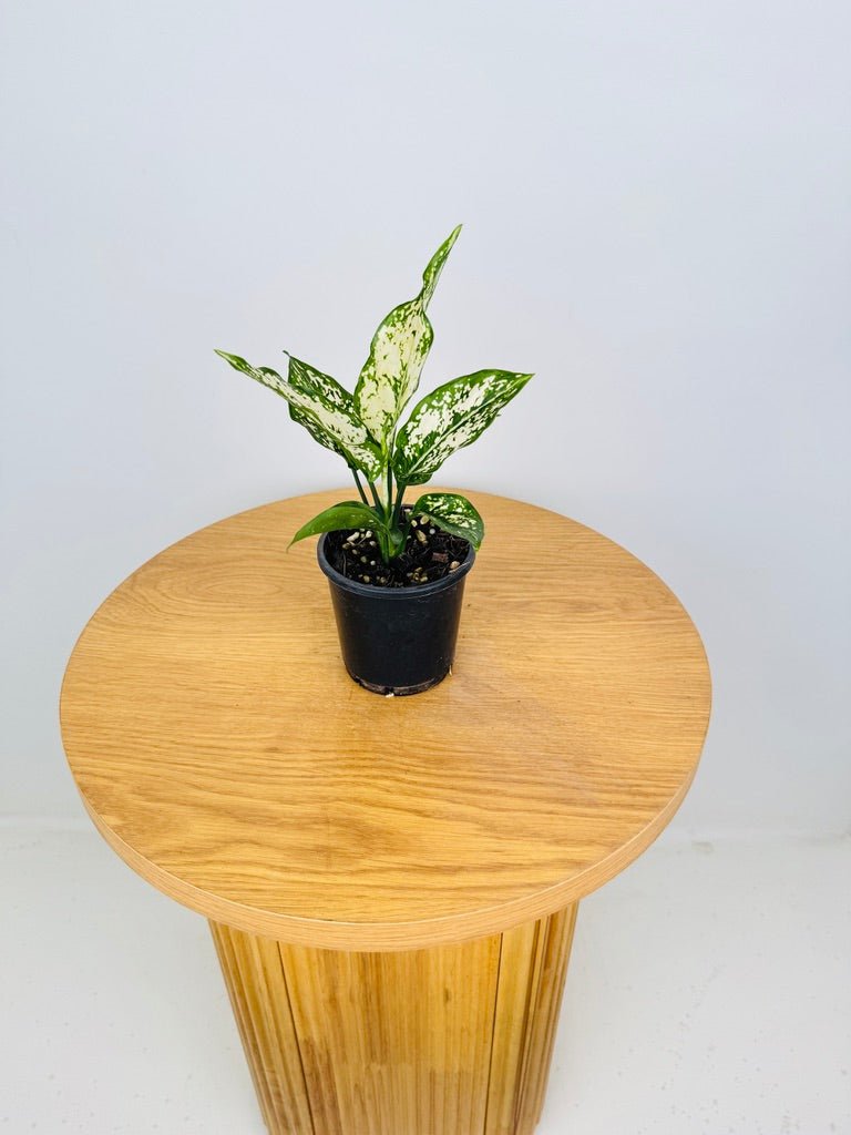 aglaonema thai star Aglaonema Thai Snowflake | Uprooted