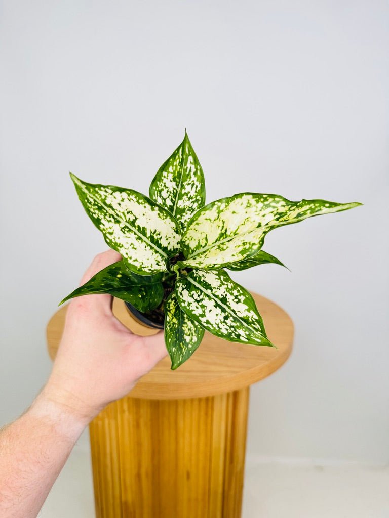 aglaonema koh samui Aglaonema Thai Snowflake | Uprooted