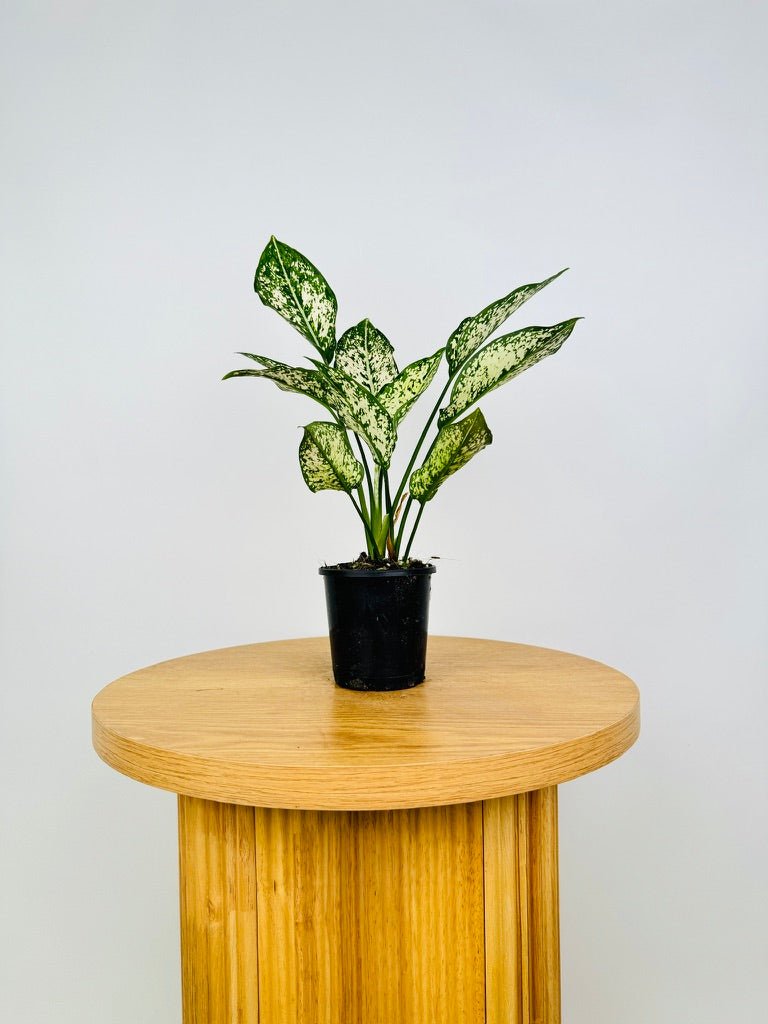 aglaonema thai snowflake Aglaonema Thai Snowflake | Uprooted