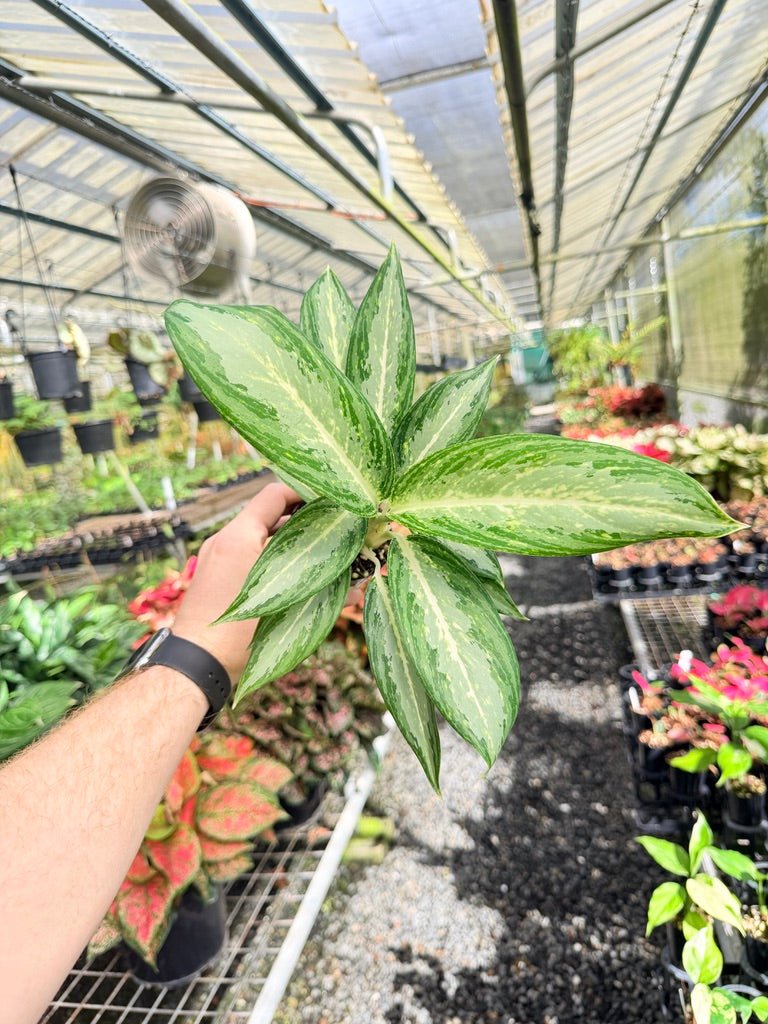 Aglaonema Commutatum - White Rain | Uprooted