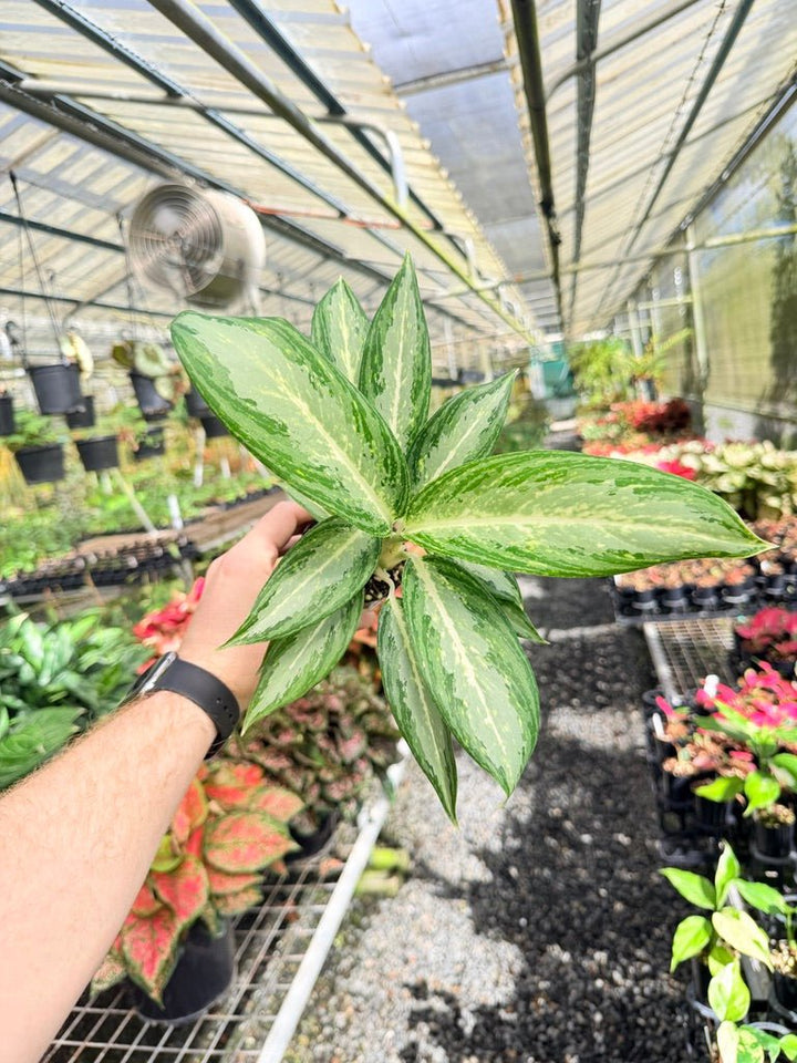 Aglaonema Commutatum - White Rain | Uprooted
