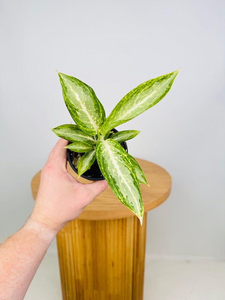 aglaonema white rain Aglaonema Commutatum - White Rain | Uprooted