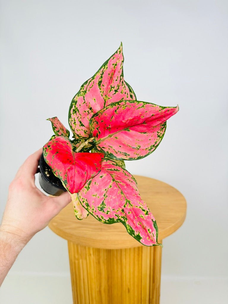 aglaonema plants australia Aglaonema Wishes | Uprooted