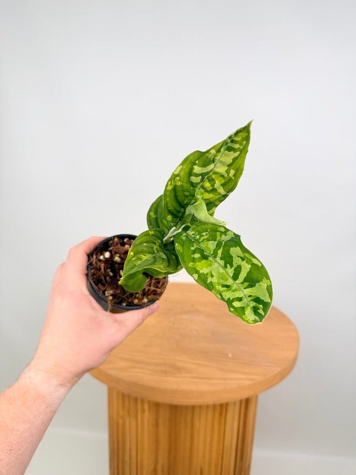 Aglaonema Pictum Tricolour | Uprooted