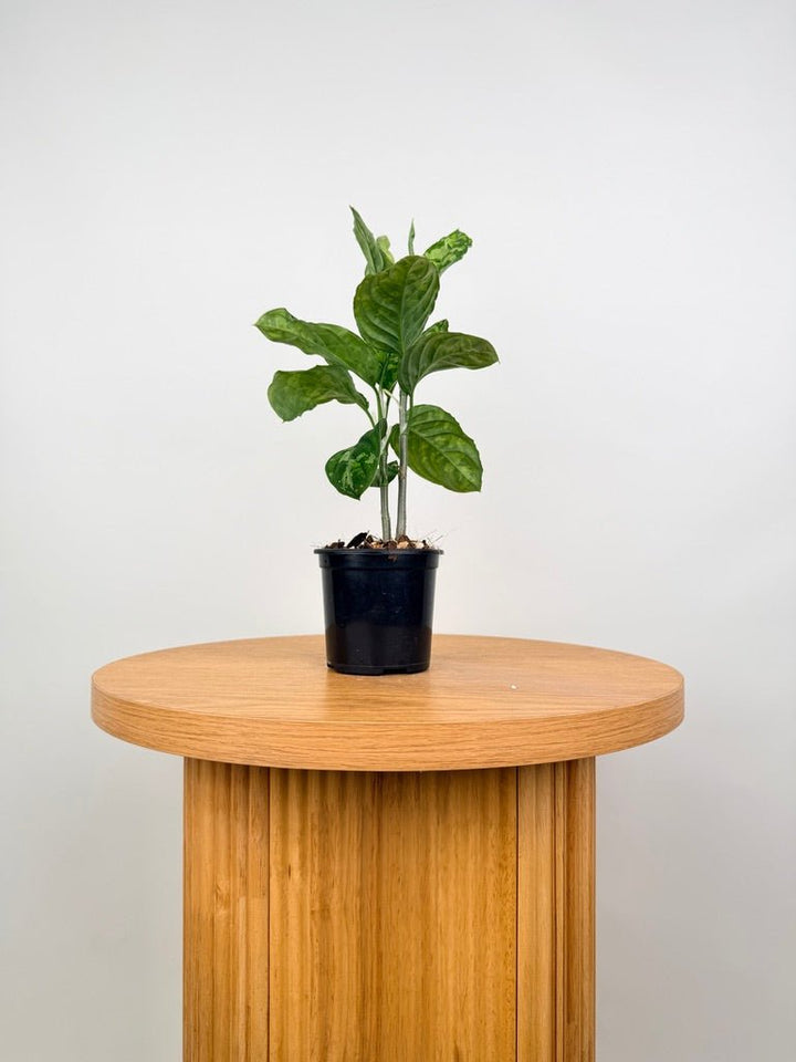 Aglaonema Pictum Tricolour | Uprooted