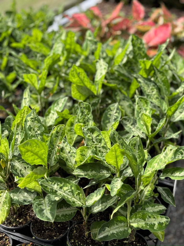 aglaonema pictum tricolor australia Aglaonema Pictum Tricolour | Uprooted