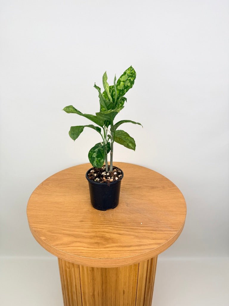 aglaonema pictum australia Aglaonema Pictum Tricolour | Uprooted