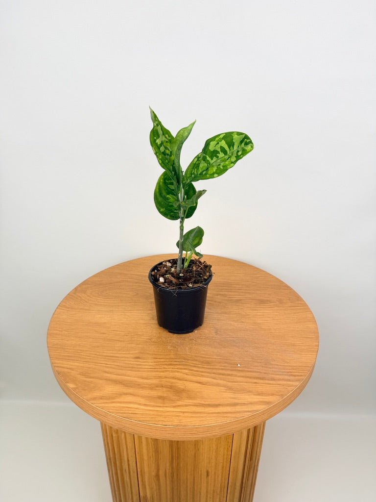Aglaonema Pictum Tricolour | Uprooted