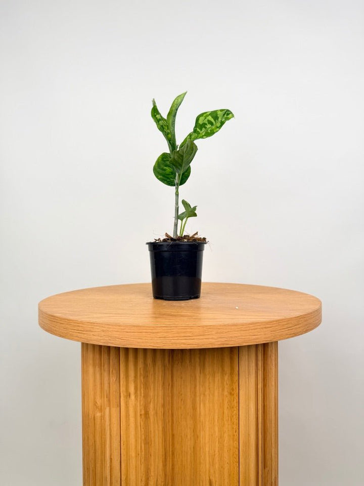 Aglaonema Pictum Tricolour | Uprooted