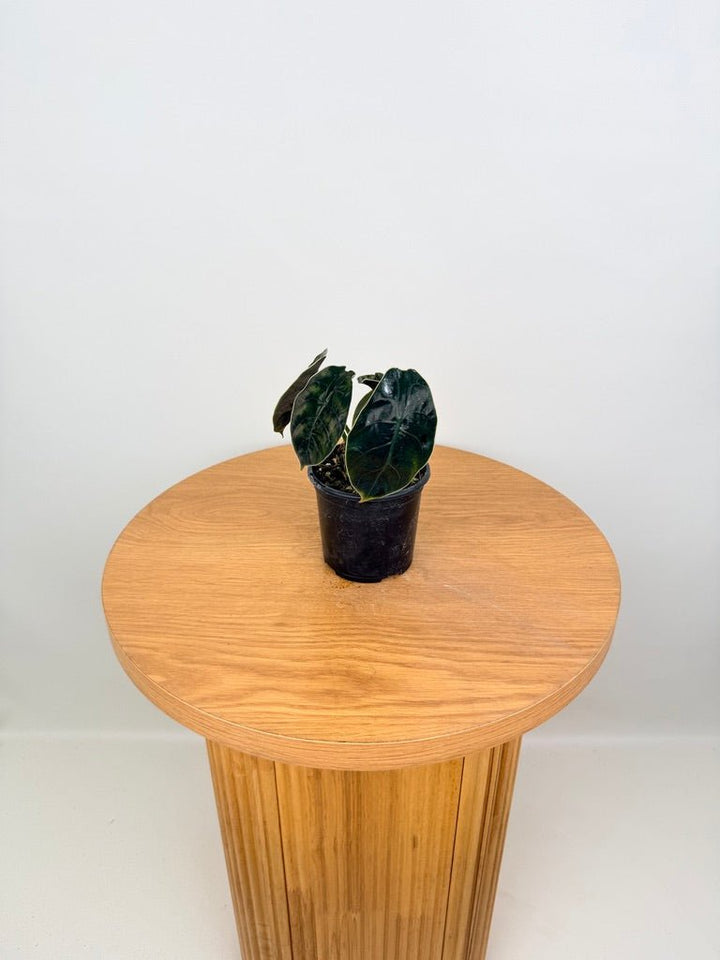 Alocasia Azlanii | Uprooted