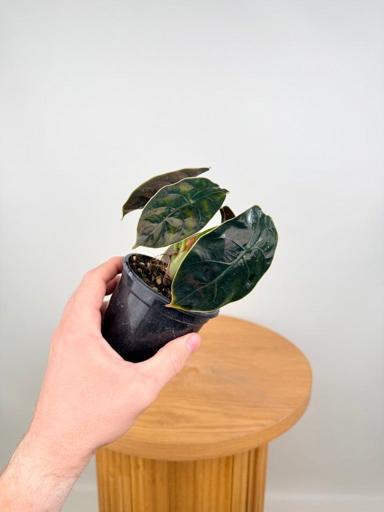 Alocasia Azlanii | Uprooted