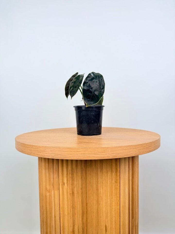 Alocasia Azlanii | Uprooted
