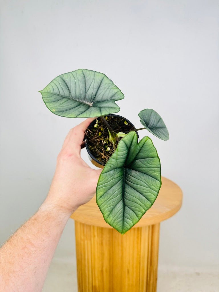 Alocasia Bisma | Uprooted