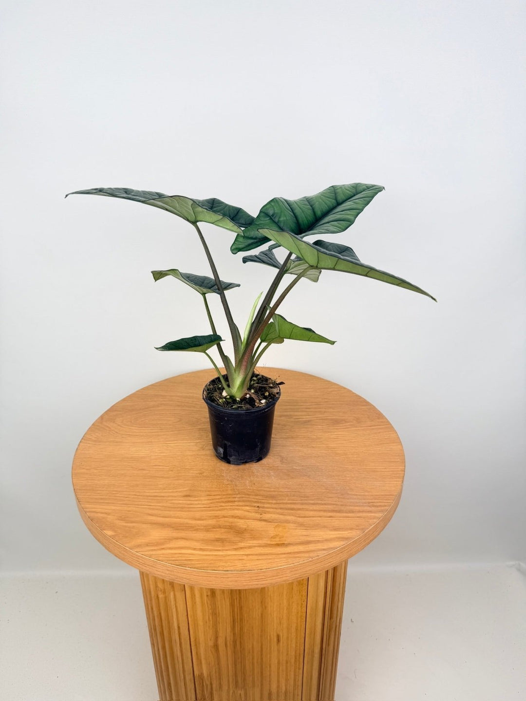 Alocasia Bisma | Uprooted