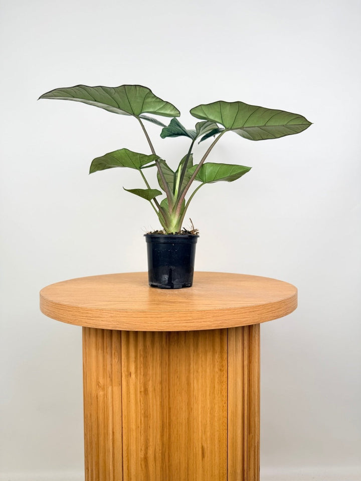 Alocasia Bisma | Uprooted