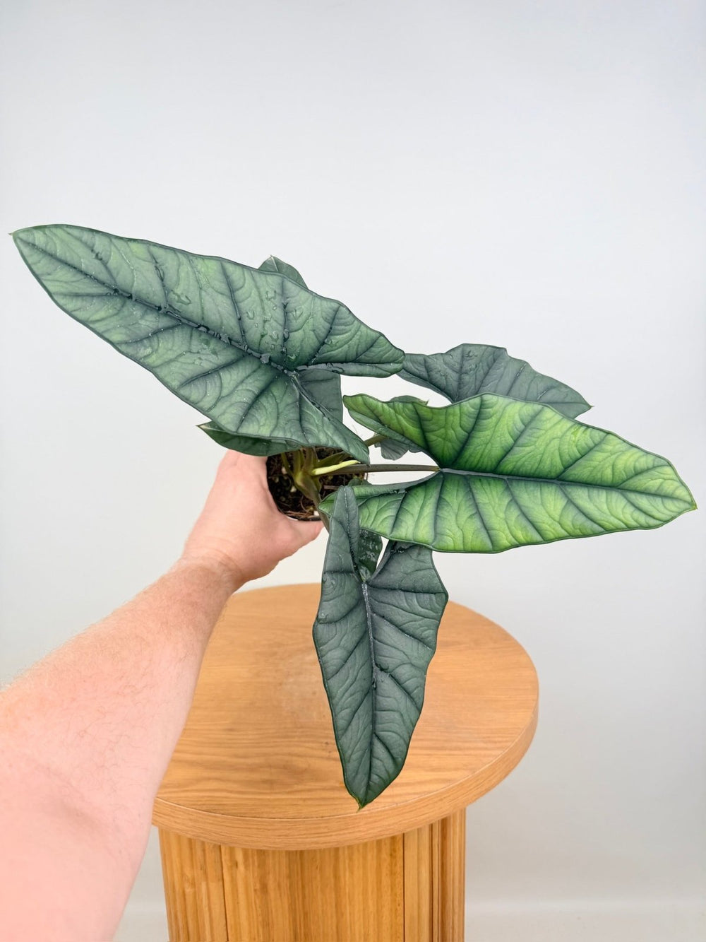 Alocasia Bisma | Uprooted