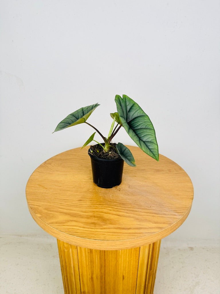 Alocasia Bisma | Uprooted