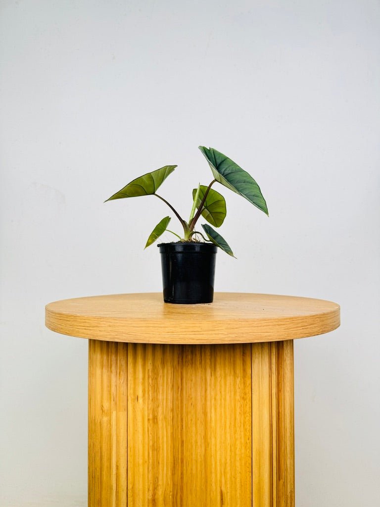 Alocasia Bisma | Uprooted