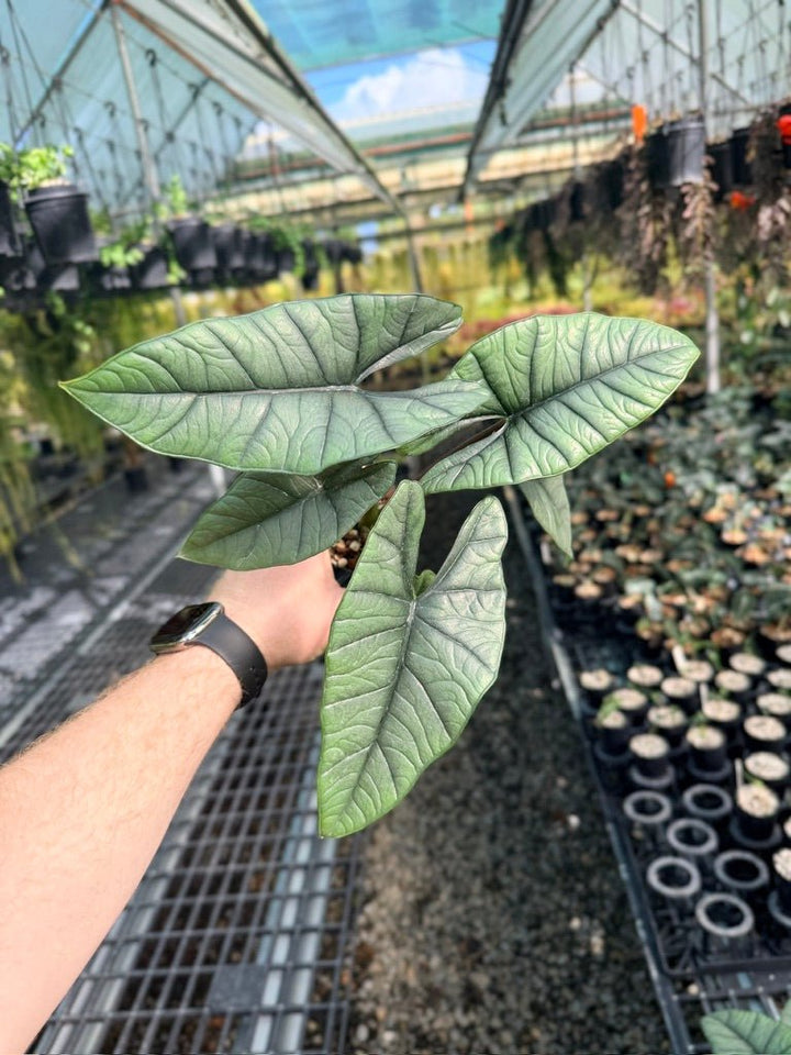 Alocasia Bisma | Uprooted