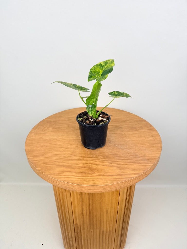 Alocasia Gageana Variegata Aurea | Uprooted