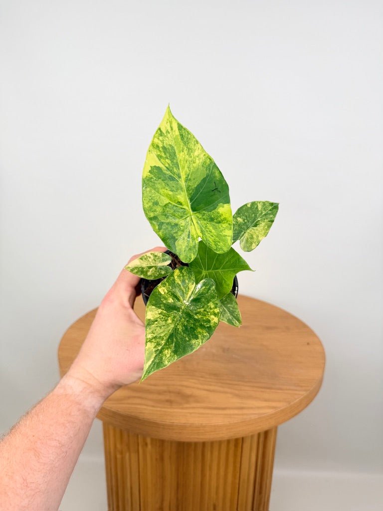 Alocasia Gageana Variegata Aurea | Uprooted