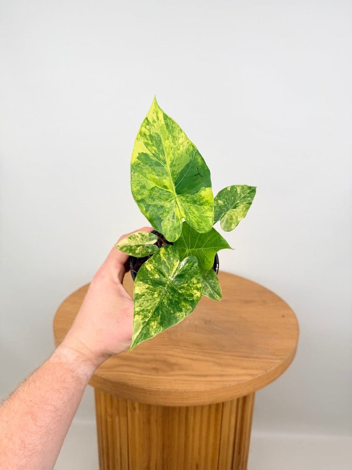 Alocasia Gageana Variegata Aurea | Uprooted
