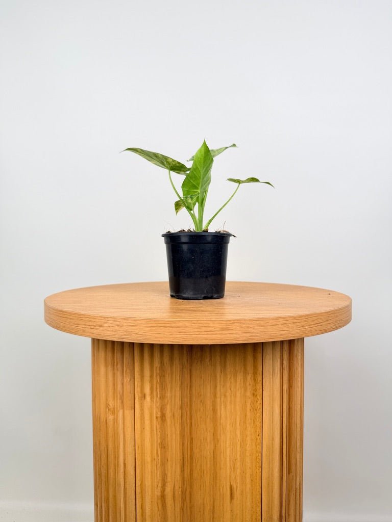 Alocasia Gageana Variegata Aurea | Uprooted