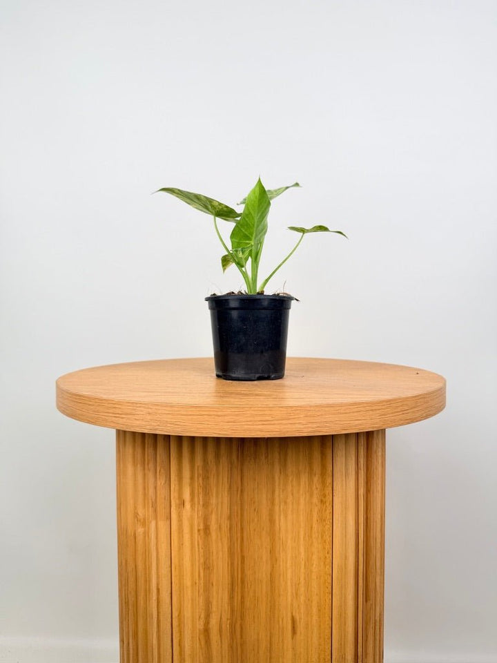 Alocasia Gageana Variegata Aurea | Uprooted