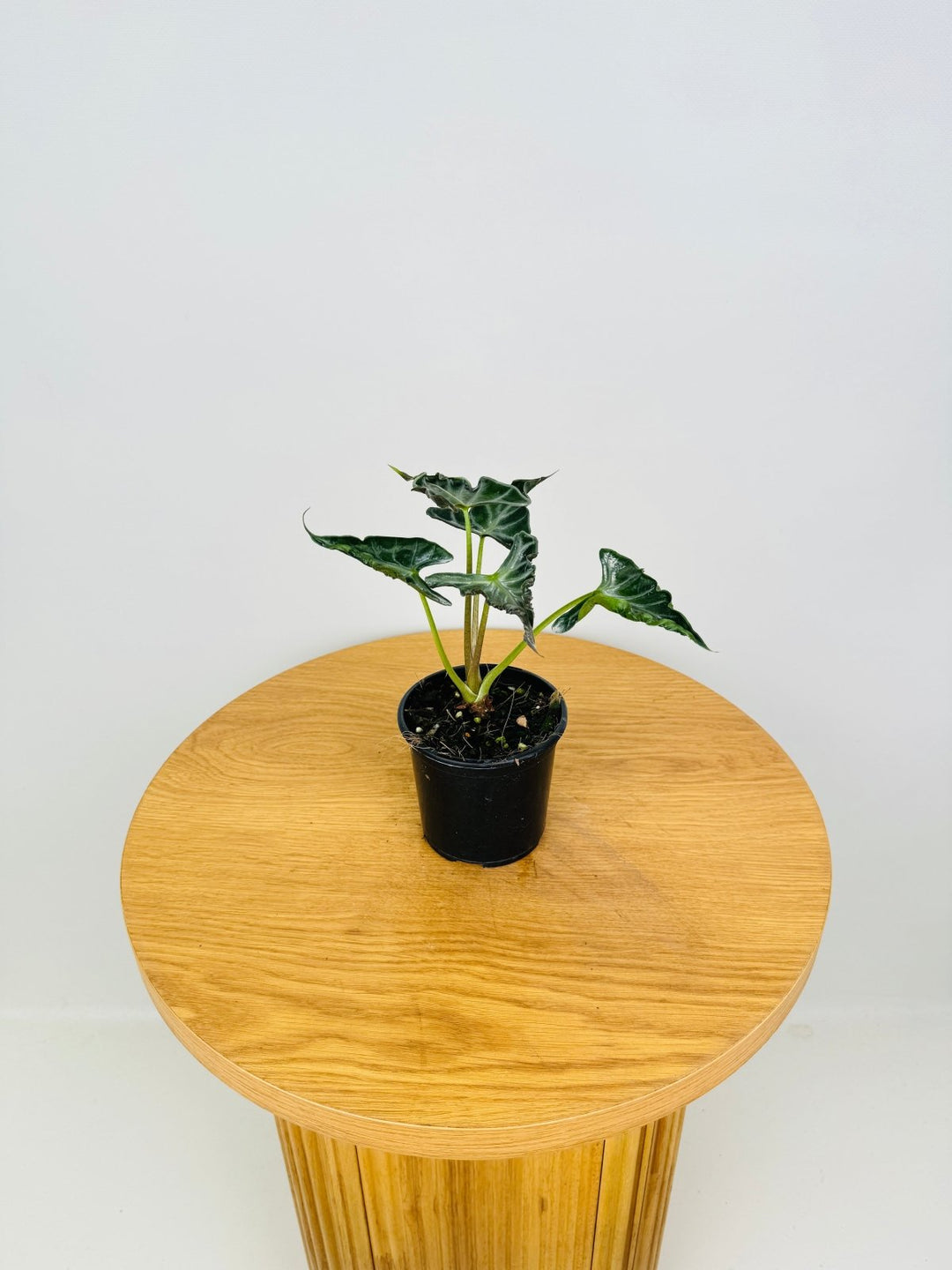Alocasia Loco | Uprooted