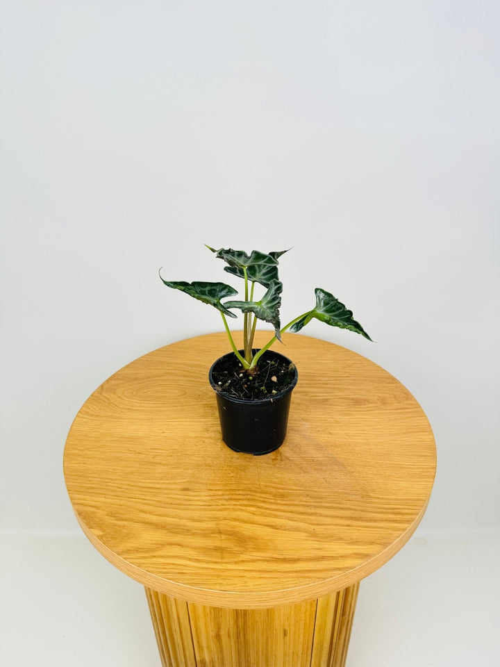 Alocasia Loco | Uprooted