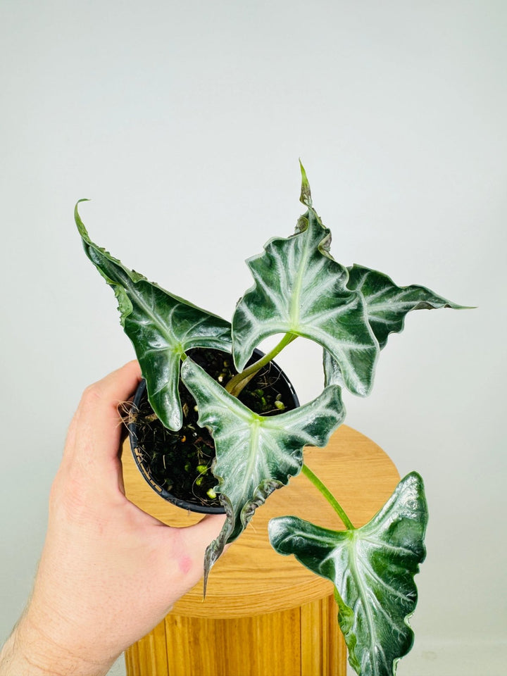 Alocasia Loco | Uprooted