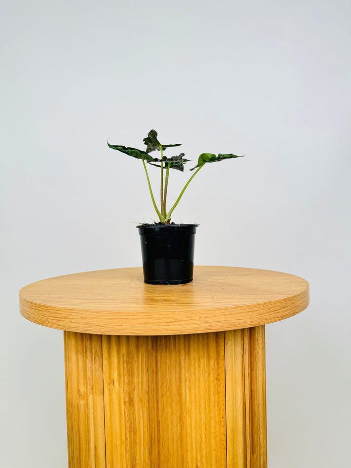 Alocasia Loco | Uprooted
