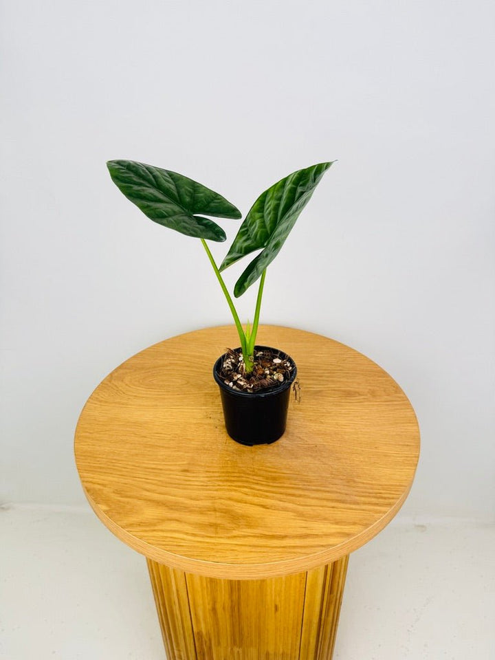 Alocasia Lukiwan | Uprooted