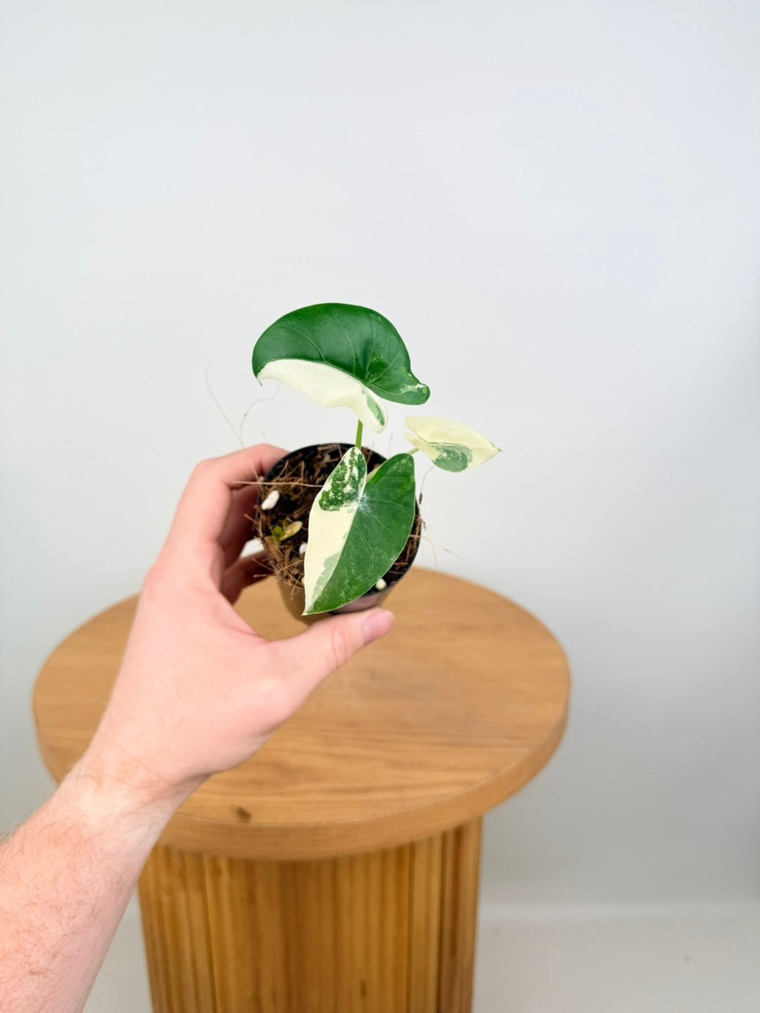 Alocasia Macrorrhizos Variegata | Uprooted