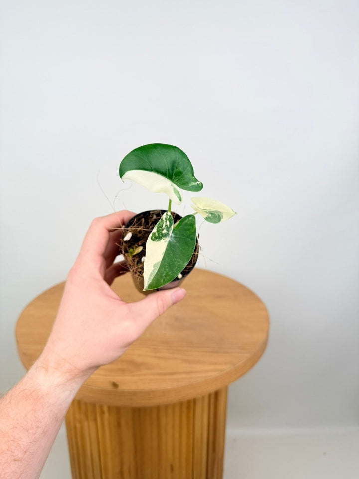 Alocasia Macrorrhizos Variegata | Uprooted